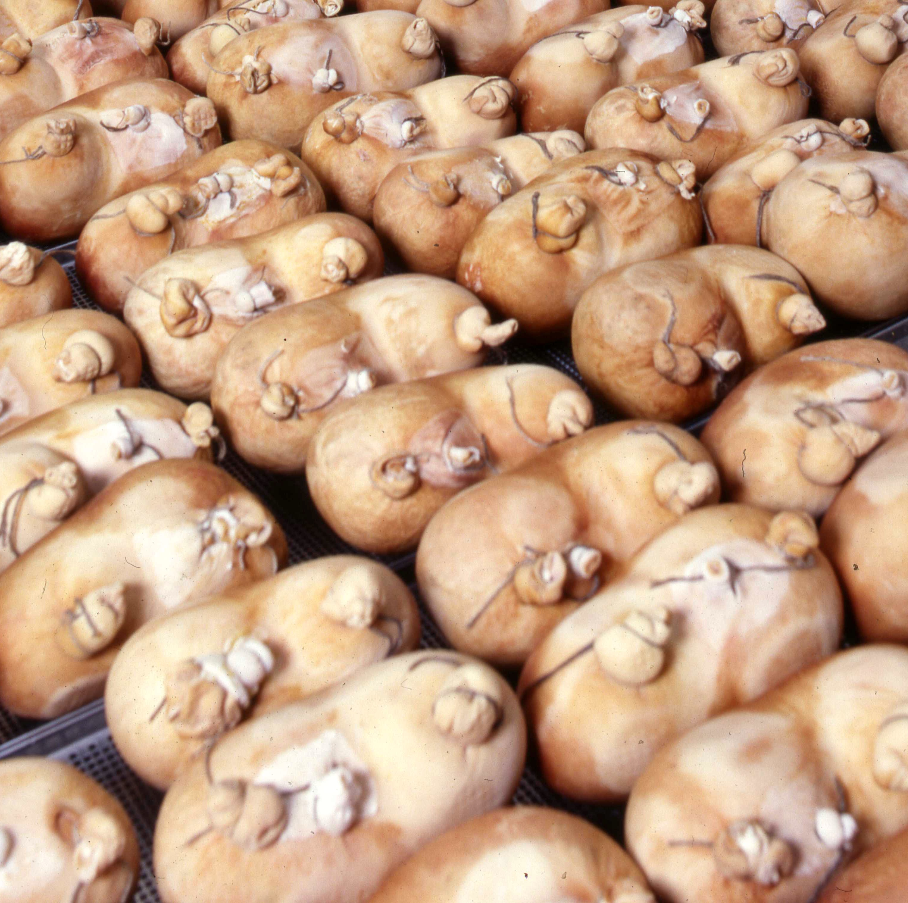 Frischer Pfälzer Saumagen