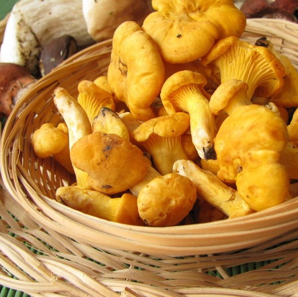 Frische Saumagentaler - Pfifferlinge -