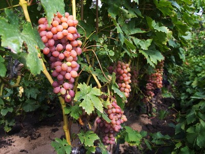 Pfälzer Weinrebe Vanessa -rot-