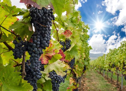 Pfälzer Weinrebe Muskat Bleu -blau-