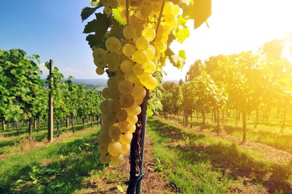 Pfälzer Weinrebe Bianca -weiß-