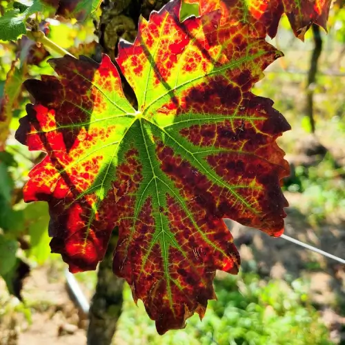 Bannerbild Pfalzweine-square-banne